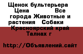 Щенок бультерьера › Цена ­ 35 000 - Все города Животные и растения » Собаки   . Красноярский край,Талнах г.